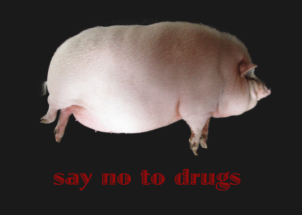 say-no-to-drugs-fat-pig(v2).gif